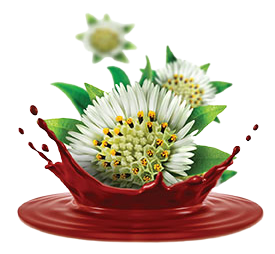 bringharaj